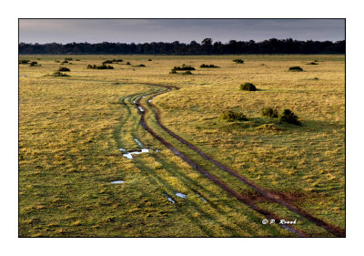 Masai Mara - Kenya - Savana - 7802