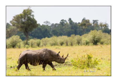 Masai Mara - Kenya - Rhino - 3254