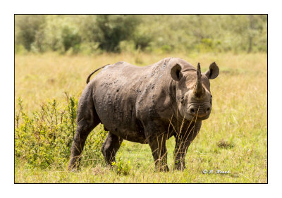 Masai Mara - Kenya - Rhino looking at us - 3260