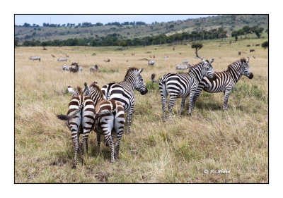 Masai Mara - Kenya - Zebras - 8149