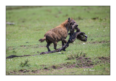 Masai Mara - Kenya - Hyena on the go - 0057_2