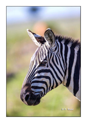 Masai Mara - Kenya - Zebra's portrait - 0002_2