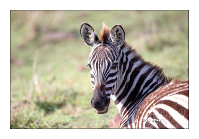Masai Mara - Kenya - Zebra - 0020_2