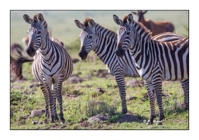 Masai Mara - Kenya - Zebras - 0039_2