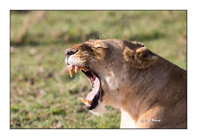 Masai Mara - Kenya - Lioness and the flies - 6933
