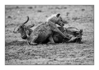 Masai Mara - Kenya - Hyena - 9643 - NB