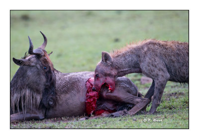 Masai Mara - Kenya - Hyena - 9734