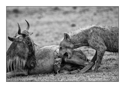 Masai Mara - Kenya - Hyena - 9734 - NB