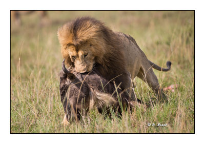 Masai Mara - Kenya - Lion et son steak - 7294