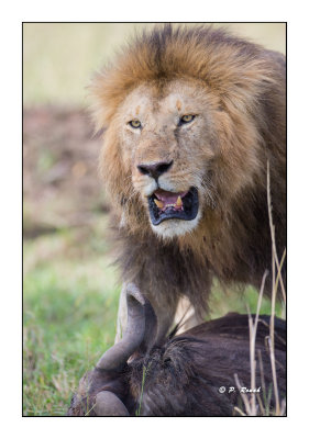 Masai Mara - Kenya - Lion - Missing my beer !? - 7323