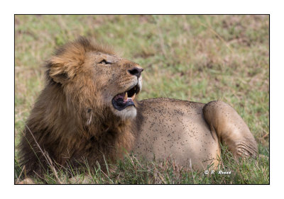 Masai Mara - Kenya - Lion - Look at the plane - 7370