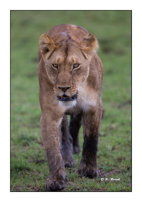 Masai Mara - Kenya - Lionne - 0425