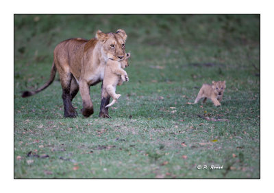 Masai Mara - Kenya - Lionness & cubs - 0431