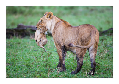 Masai Mara - Kenya - Lionness & cub - 0475