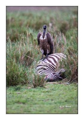 Masai Mara - Kenya - Vautour et sa proie - 0380