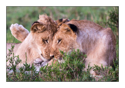 Masai Mara - Kenya - Hugs chez les lions - 3383
