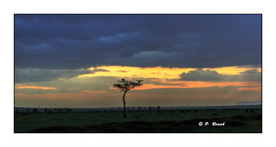 Masai Mara - Kenya - La savane au couch du soleil v2 - 1666