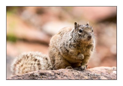 Squirrel - Zion Canyon National Park - Utah - 0440