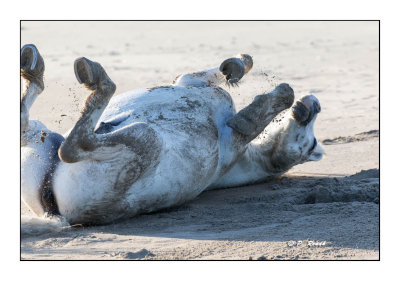 Camargue - mai 2016 - roulade dans le sable - 48