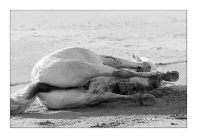 Camargue - mai 2016 - roulade dans le sable - 50