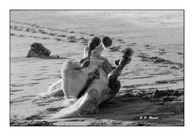 Camargue - mai 2016 - roulade dans le sable - 52