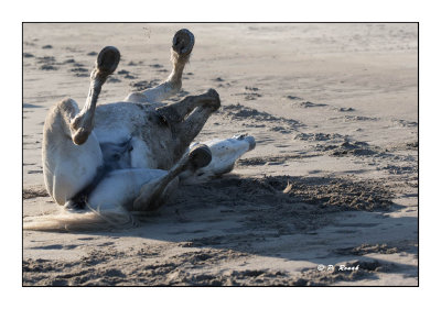 Camargue - mai 2016 - roulade dans le sable - 54