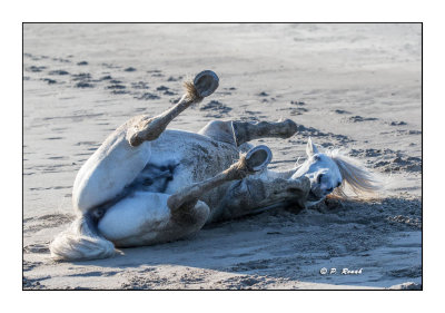 Camargue - mai 2016 - roulade dans le sable - 55