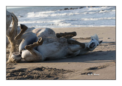 Camargue - mai 2016 - roulade dans le sable - 60