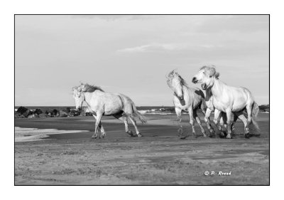 Camargue - mai 2016 - chevauches  -97-2