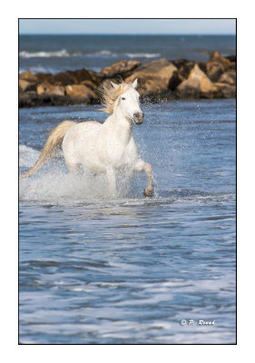 Camargue - mai 2016 - Cheval Camargue dans l'eau - 880