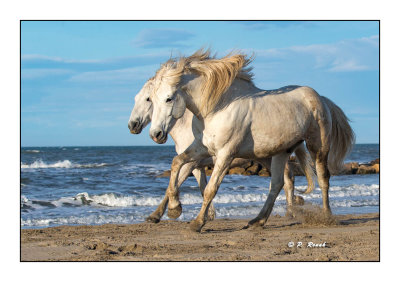 Camargue - mai 2016 - premiers galops - 110