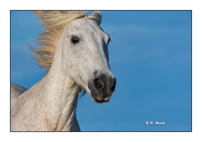 Camargue - portrait équestre - 158
