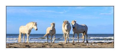 Camargue - mai 2016 - Quatuor - 2