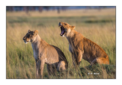 Masai Mara - Kenya 2016 - Lionnes au petit matin - 00142