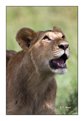 Masai Mara - Kenya 2016 - Le regard perant du lion  -00573