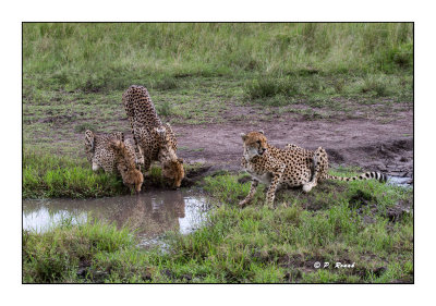 Masai Mara - Kenya 2016 - Gupards dsaltrants - 13