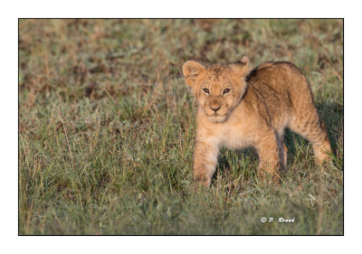 Masai Mara - Kenya 2016 - Lionceau - 00091
