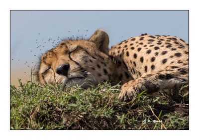 Masai Mara - Kenya 2016 - Gupard et les mouches - 00438