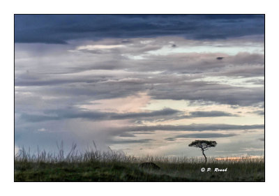 Masai Mara - Kenya 2016 - Plaines Kenyiennes - 00300