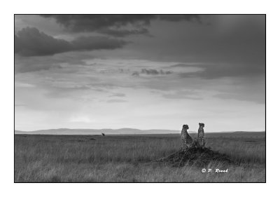 Masai Mara - Kenya 2016 - Guetteurs - 00181 B&W