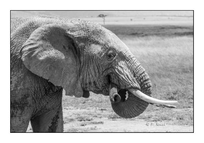 Masai Mara - Kenya 2016 - Elephant et sa trompe - N&B - 00268-2