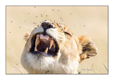 Masai Mara - Kenya 2016 - Portrait de lionne et les mouches - 00126-2