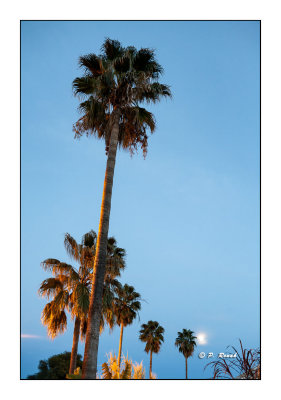 Les palmiers et la lune  Nice - 15