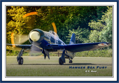Hawker Sea Fury - 7714