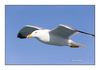 pbase aime les gros plans - Goland Leucophe - Yellow-legged gull - Seagull - 151