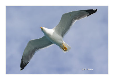 Goland en vue - vue de dessous - bird in flight - seagull - 261