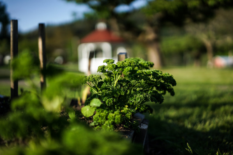 Parsley Tree