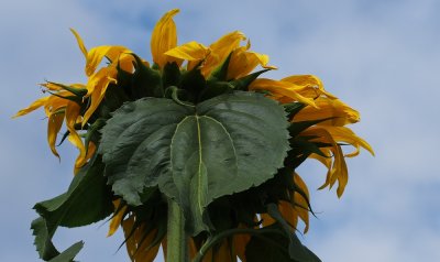 Plants & Flowers