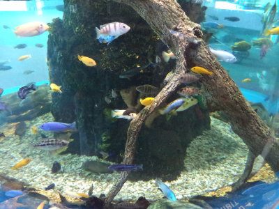 aquarium_pics