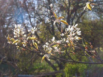 b.amelanchier.jpg